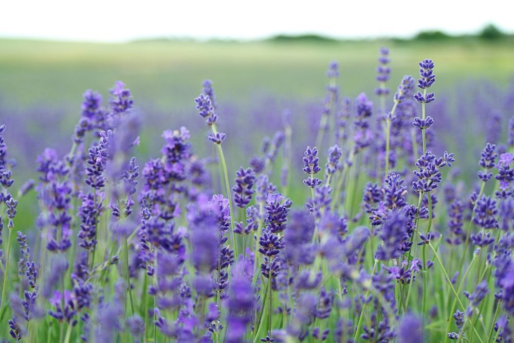 lavender-photo.jpg